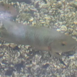 Mayan Cichlid, photo 6