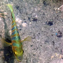 Mayan Cichlid, photo 7