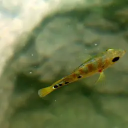 Mayan Cichlid, photo 8