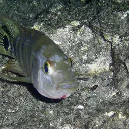 Mayan Cichlid, photo 9