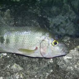 Mayan Cichlid, photo 10