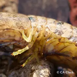 Ciliated False Squilla, photo 1