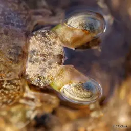 Ciliated False Squilla, photo 2