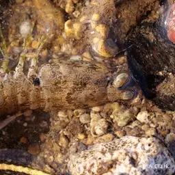 Ciliated False Squilla, photo 3