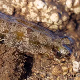 Ciliated False Squilla, photo 4