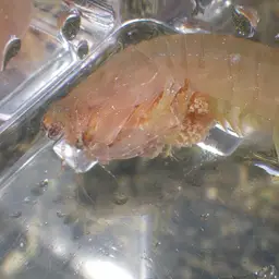Ciliated False Squilla, photo 5
