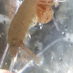 Ciliated False Squilla, photo 6
