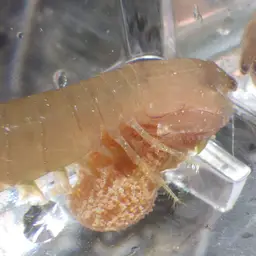 Ciliated False Squilla, photo 7