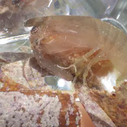 Ciliated False Squilla, photo 8