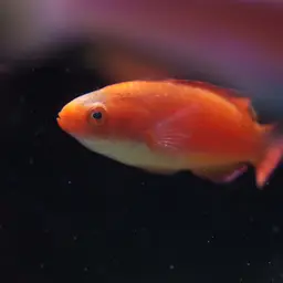Deepwater Wrasse