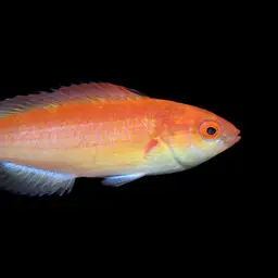 Deepwater Wrasse, photo 2