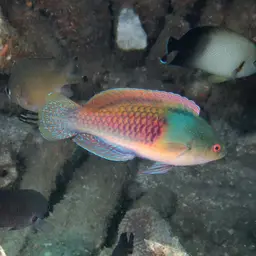 Blue-scaled Fairy Wrasse