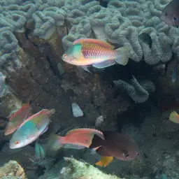 Blue-scaled Fairy Wrasse, photo 2