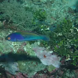 Blue-scaled Fairy Wrasse, photo 3