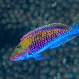 Blue-scaled Fairy Wrasse, photo 4
