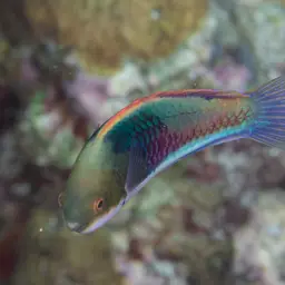Blue-scaled Fairy Wrasse, photo 5