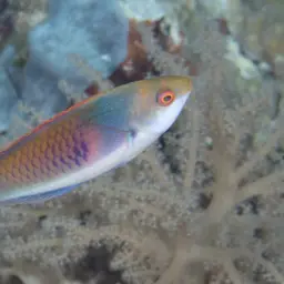 Blue-scaled Fairy Wrasse, photo 6