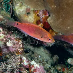 Blue-scaled Fairy Wrasse, photo 7