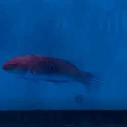 Blue-scaled Fairy Wrasse, photo 8