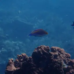 Blue-scaled Fairy Wrasse, photo 9