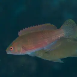 Blue-scaled Fairy Wrasse, photo 10