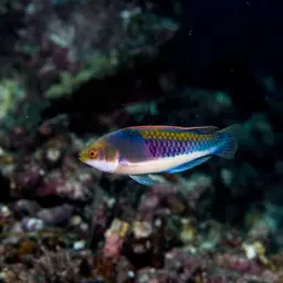 Blue-scaled Fairy Wrasse, photo 11
