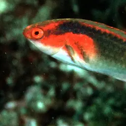Exquisite Wrasse