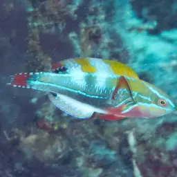 Exquisite Wrasse, photo 2
