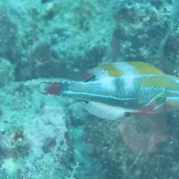 Exquisite Wrasse, photo 3
