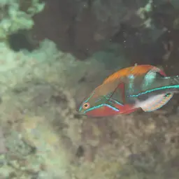 Exquisite Wrasse, photo 4