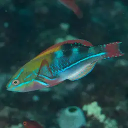 Exquisite Wrasse, photo 5