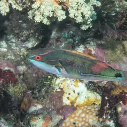 Exquisite Wrasse, photo 6