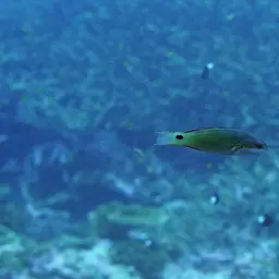 Exquisite Wrasse, photo 7