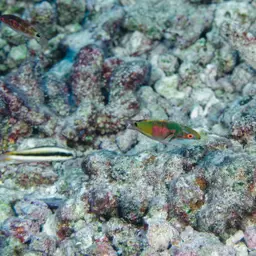 Exquisite Wrasse, photo 8