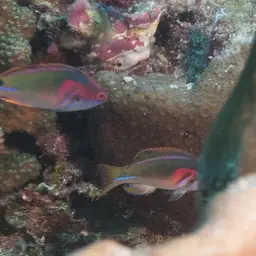 Exquisite Wrasse, photo 9