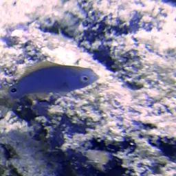 Exquisite Wrasse, photo 10