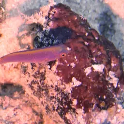 Exquisite Wrasse, photo 11