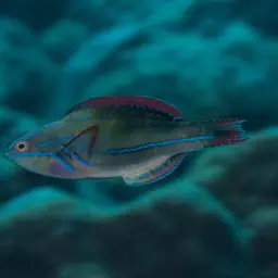 Exquisite Wrasse, photo 12