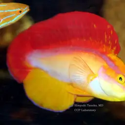 Flame Wrasse