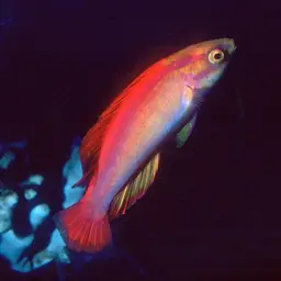 Flame Wrasse, photo 2