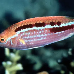 Lubbock's Wrasse