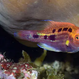 Lubbock's Wrasse, photo 6