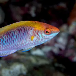 Lubbock's Wrasse, photo 7