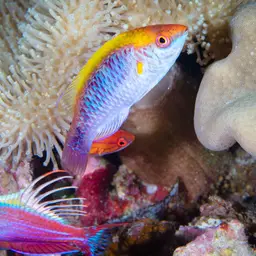 Lubbock's Wrasse, photo 8