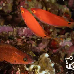 Lubbock's Wrasse, photo 9