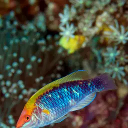 Lubbock's Wrasse, photo 10