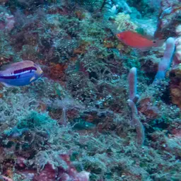 Lubbock's Wrasse, photo 11