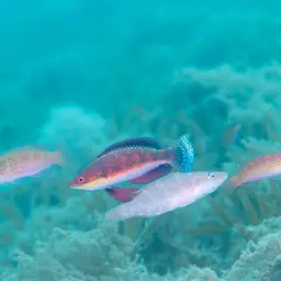 Social Fairy Wrasse