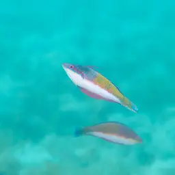Social Fairy Wrasse, photo 2