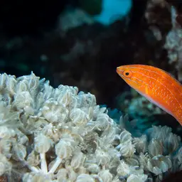 Social Fairy Wrasse, photo 3